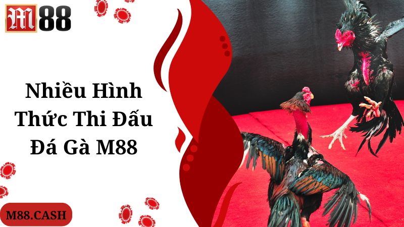 M88 Đá gà: Chơi đá gà trực tiếp Thomo/Philippines siêu hay 5 M88 đá gà cung cấp nhiều hình thức thi đấu để bạn lựa chọn